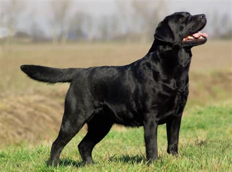 偶遇一只大黑狗，狗子的眼神不对劲：这狗爹妈究竟是谁？|狗狗|狗子|细犬_新浪新闻