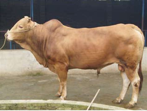 英国长角牛长角棕色和白色的长型牛高清图片下载-正版图片506542551-摄图网