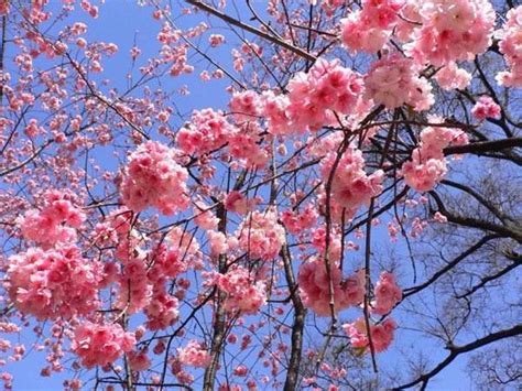 樱花的花语与传说,樱花的寓意解析╭★肉丁网