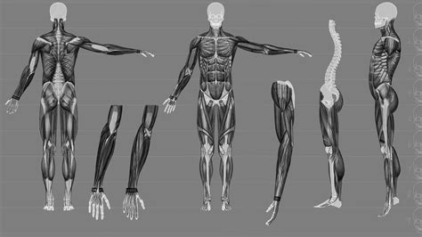 艺用人体解剖书名家推荐英国DK授权人体结构绘画教学伯里曼造型素材美术艺考教程完全指南实用教材书理解人体形态结构运动学解刨_虎窝淘