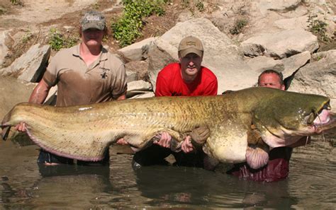 湄公河巨型鲶鱼是什么鱼？ - 百科 - 酷钓鱼