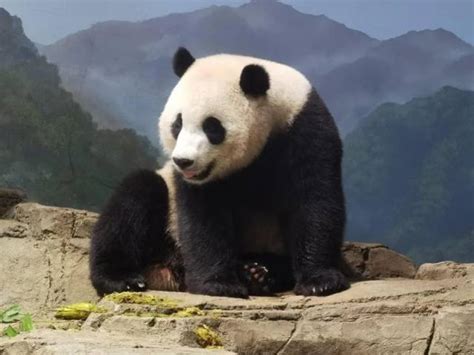 专家现场核实！旅美大熊猫最新近况|大熊猫|桑宁|国家动物园_新浪新闻