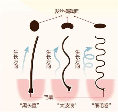 头发形状 冷热干湿辨“曲直” | 中国国家地理网