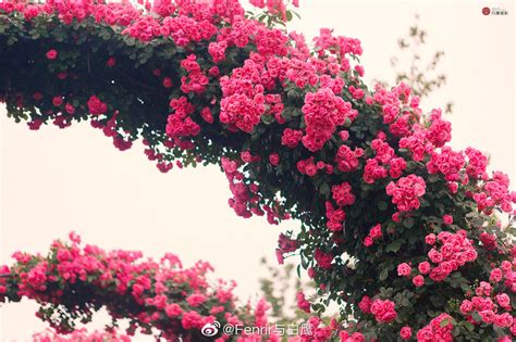 蔷薇花墙和花拱门长廊写真可以约起来了