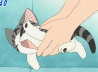起司猫图片