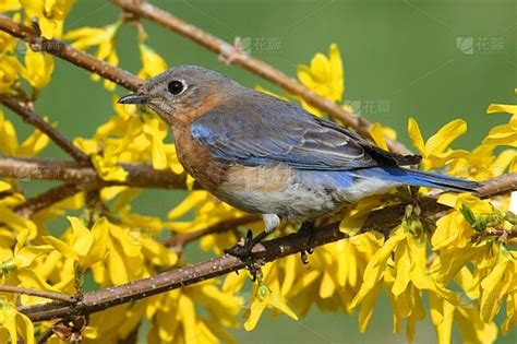 山地蓝知更鸟Muntainbluebird图片