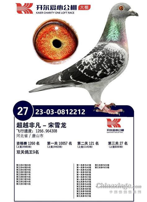 开尔国际赛鸽爱心公棚图片查看-中国信鸽信息网各地公棚