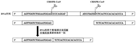一种人DMD基因外显子PCR扩增系统、检测试剂盒及其应用的方法与流程
