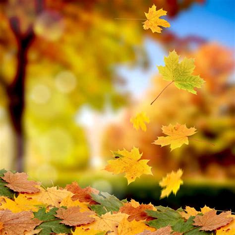 美丽暖暖的秋天季节枫树叶飘落高清图片jpg下载