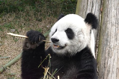官方：旅美大熊猫美香、添添、小奇迹身体健康状况总体良好_四川在线