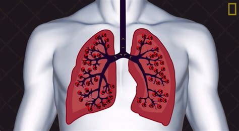 195.左肺 (内侧面观)-系统解剖学-医学