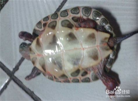 巴西龟-也叫红耳龟（红耳彩龟）_条纹