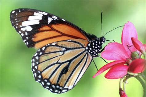 花上美丽的蝴蝶吃花蜜高清图片下载-正版图片503806324-摄图网