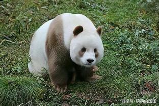 哪些动物看起来战五渣，实际战斗力爆表的，大熊猫竟上榜了？