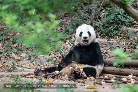 中国的国宝动物是熊猫，韩国竟是它？！ - 知乎