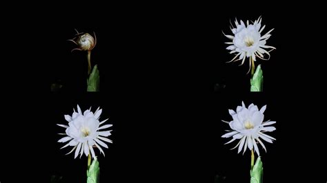 延时拍摄百合花的绽放过程实拍视频素材模板下载_拍摄_图客巴巴