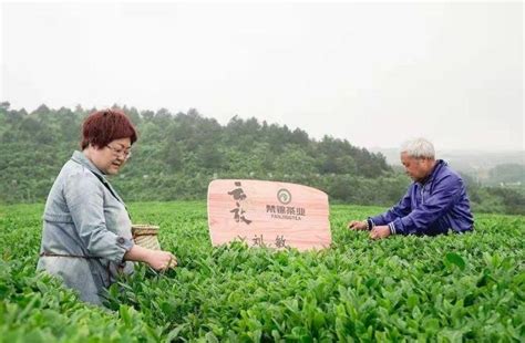 贵州最有特色的梯田，这里藏了近千亩的茶园，爱茶人士一定要去！__财经头条