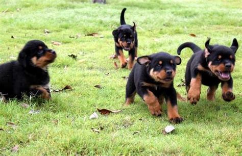 “罗威纳犬”为什么被“禁养”呢？5大原因告诉你|罗威纳|狗狗|伴侣犬_新浪新闻