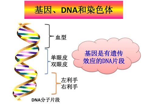 DNA甲基化文献赏析之三： TET酶通过对Aicda超级增强子上的5-hmC修饰增强活化诱导的脱氨酶（AID）表达-DNA甲基化修饰-SCI ...
