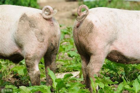智能猪场管理系统：养猪生产管理新模式 - 知乎