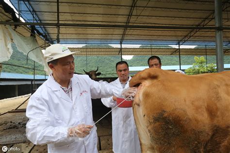 牛流行热的症状、诊断和中西医结合治疗_养殖一点通