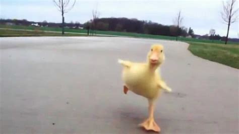 鸭妈妈带着小鸭子过马路，看到最后一只小鸭子，不禁让人笑出了声！_腾讯视频