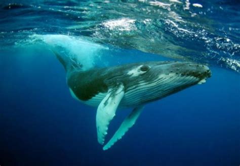 为什么日本宁愿补贴80亿，也要捕杀鲸鱼？答案没那么简单