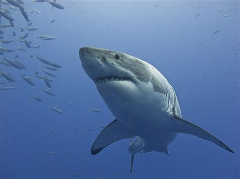 Weißer Hai Foto & Bild | tiere, wildlife, fische Bilder auf fotocommunity