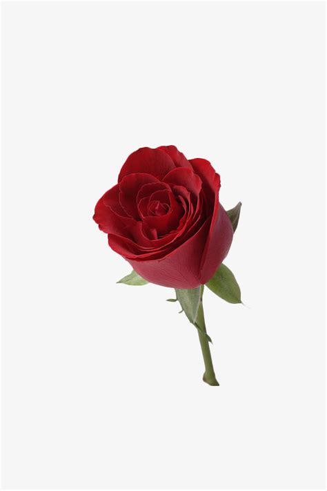 一朵盛开的玫瑰花-快图网-免费PNG图片免抠PNG高清背景素材库kuaipng.com