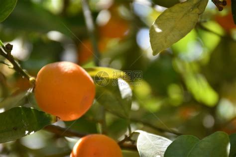 橙色水果图片-橙色水果在白色的背景下素材-高清图片-摄影照片-寻图免费打包下载