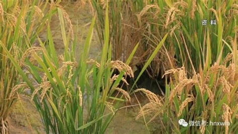 袁隆平：将在六省试种耐盐碱杂交水稻，2020年大面积推广|袁隆平|海水稻|盐碱_新浪新闻