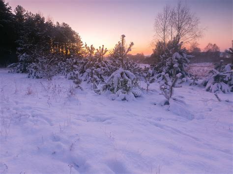 美丽的冬季田地和树木景观雪下的乡下高清图片下载-正版图片507252722-摄图网