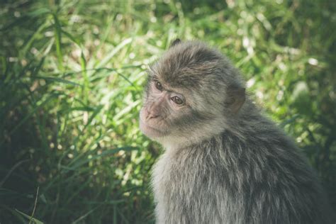 【佛坪金丝猴·刚出生一天的猴宝宝摄影图片】汉中佛坪生态摄影_太平洋电脑网摄影部落