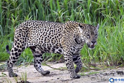 非洲分布广泛的十大猛兽，河马上榜，第一是顶级猫科食肉动物_排行榜123网
