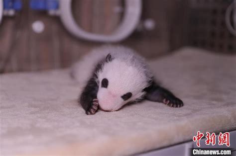 大熊猫保护研究中心上海基地两大熊猫宝宝今天有名字了_新民社会_新民网
