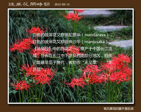 日本最大的曼珠沙华簇生地迎来花开时节（图）【2】--日本频道--人民网