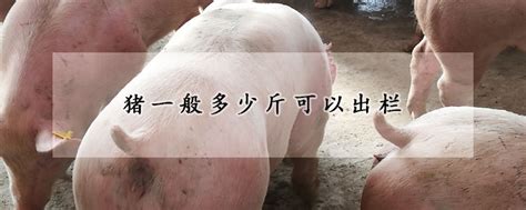 猪一般多少斤可以出栏 —【发财农业网】