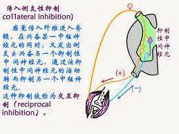 反射、反射弧、中枢神经元、反射弧中枢、中枢抑制