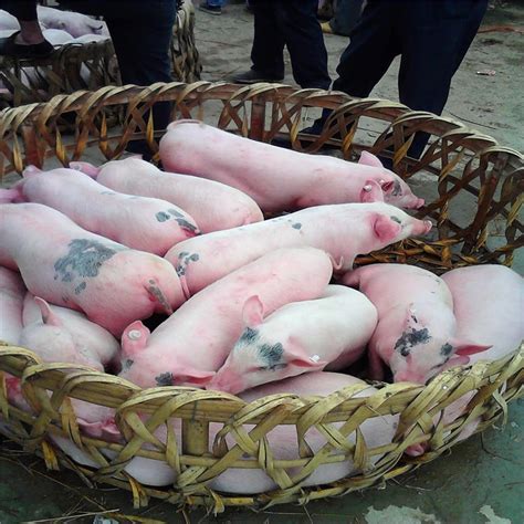 大型仔猪市场 外三元瘦肉仔猪 苗猪崽批发 河南卖小猪仔价格-阿里巴巴