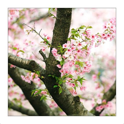 【双色樱——一棵开花的树摄影图片】东湖樱园生态摄影_太平洋电脑网摄影部落