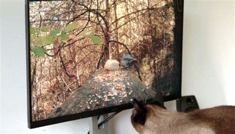 猫咪为什么会看电视？真正的原因是猫眼