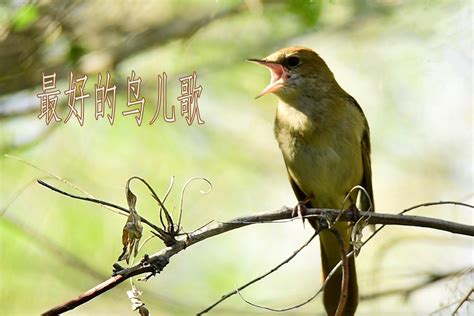 森林鸟类鸟叫音效声音音效素材-千库网