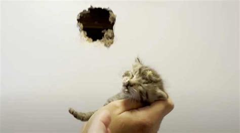 壁の中から猫の鳴き声…現場で発覚した衝撃の事実とは？ | ねこちゃんホンポ