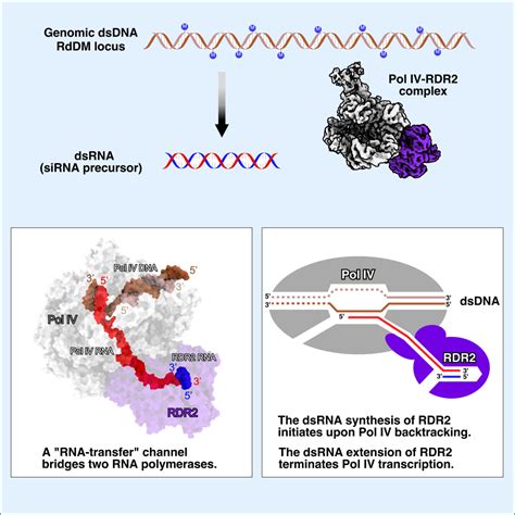植物独特的转录机制：Pol IV-RDR2 复合物协作合成双链RNA - 生物通