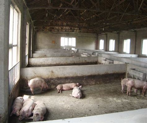 农村养猪散50头规定,适合山林散养猪品种,农村养猪场图片_大山谷图库