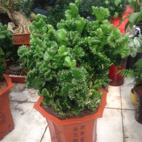 麒麟树图片
