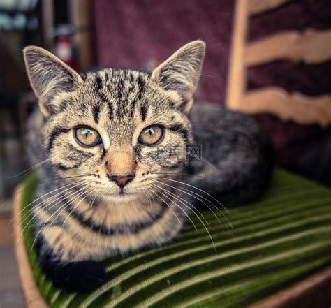 大花猫图片
