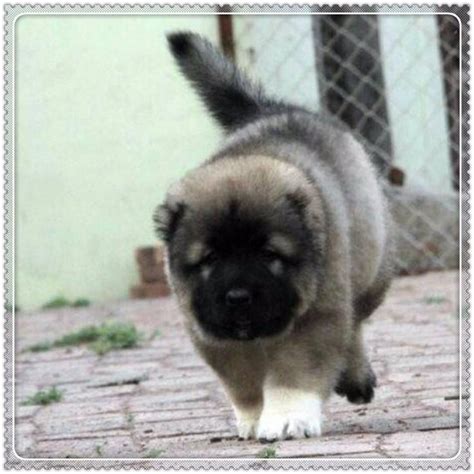 巴米拉(大连猛犬基地),高加索,高加索价格,高加索图片,高加索犬出售,猛犬,高加索狗
