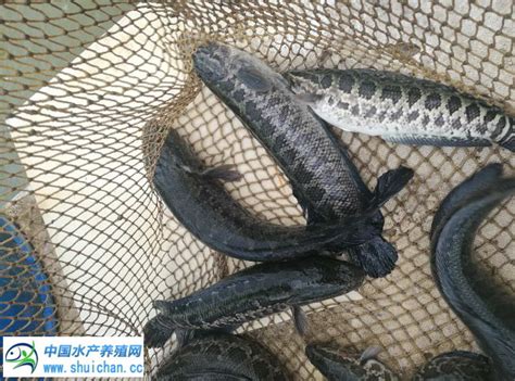 黑鱼行情继续反弹 价格上涨销量增加 五月份鱼价有望坚挺 - 海洋财富网