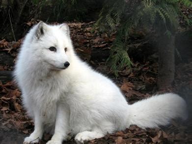 雪狐（北极狐） - 搜狗百科
